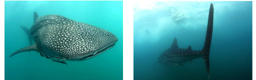 WHALE SHARK