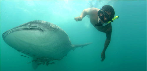 WHALE SHARK