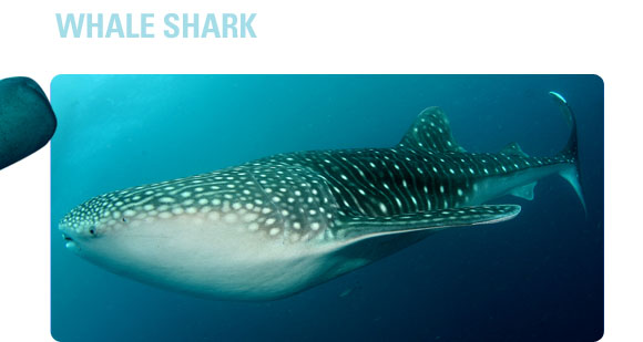 WHALE SHARK